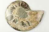 Bargain, Cut & Polished Ammonite Fossil (Half) - Madagascar #200055-1
